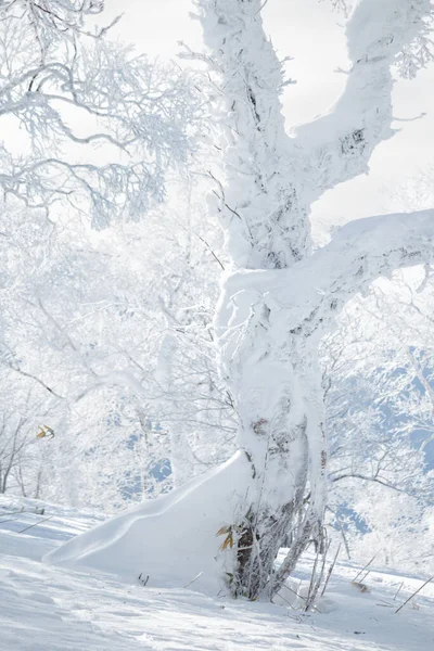 Árbol Viejo Cubierto Nieve Blanca Fresca Paisaje Invierno — Foto de Stock