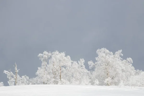 Árboles Cubiertos Nieve Blanca Brillante Contra Fondo Oscuro Del Cielo — Foto de Stock