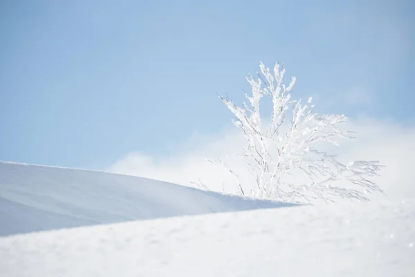 Árbol Detrás Montículos Nieve Fresca — Foto de Stock