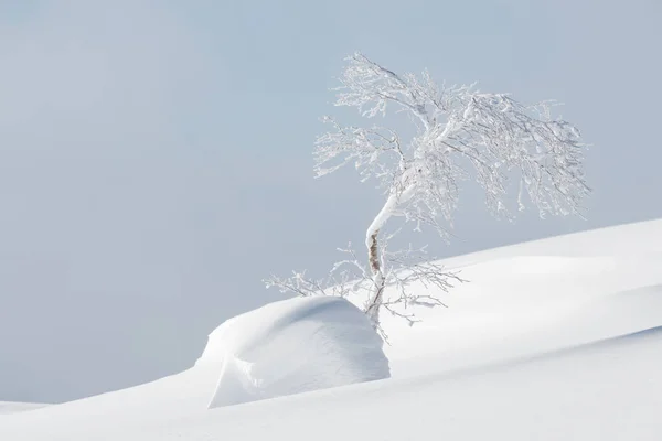 Pequeño Árbol Rodeado Nieve Fresca Invierno Blanco Puro — Foto de Stock