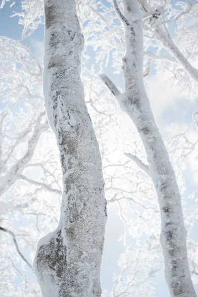 Κορμοί Σημύδας Καλυμμένοι Χιόνι Και Πάγο — Φωτογραφία Αρχείου