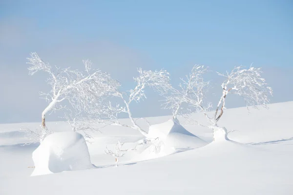 Árboles Congelados Cielo Azul Soleado Paisaje Invernal Nevado — Foto de Stock