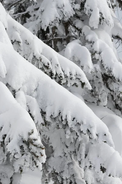 Βαρύ Χιόνι Κλαδιά Κωνοφόρων Δέντρων — Φωτογραφία Αρχείου