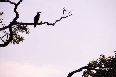 Dal dalındaki kuşun silueti açık pembe gökyüzüne karşı