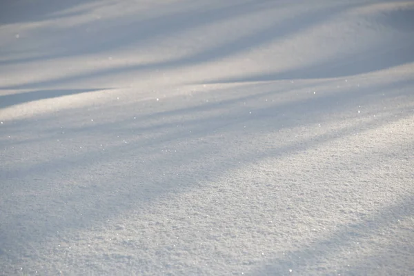 Σκιές Κλαδιών Δέντρων Φρέσκο Πρωινό Χιόνι — Φωτογραφία Αρχείου