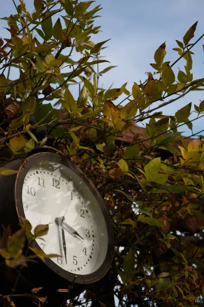 Zegar Zewnętrzny Żywopłocie Liściastym Angielskim Ogrodzie — Zdjęcie stockowe
