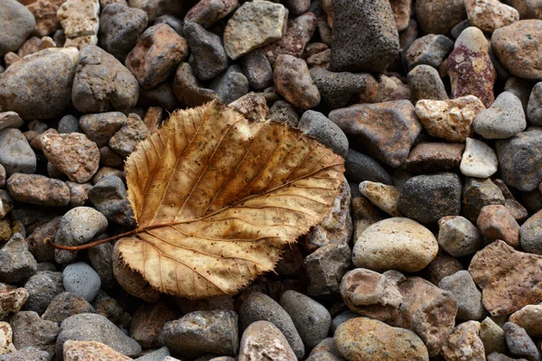 Single Ochre Autumn Leaf Stones Background — Stock Photo, Image