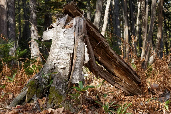 Сломанное Дерево Пень Осеннем Лесу — стоковое фото