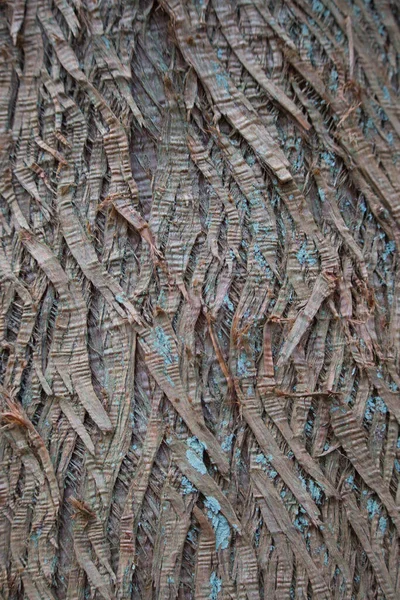 日本雪松树皮的全景特写 — 图库照片