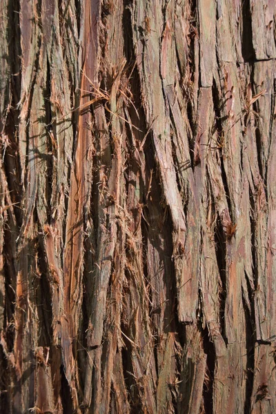 日本雪松树皮的全景特写 — 图库照片