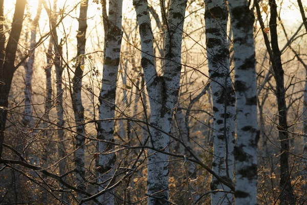 早朝の太陽に照らされた冬の森の中の冷凍木の幹 — ストック写真