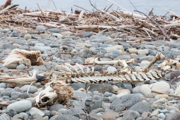 stock image Skeleton of a dead deer on a rocky sea shore