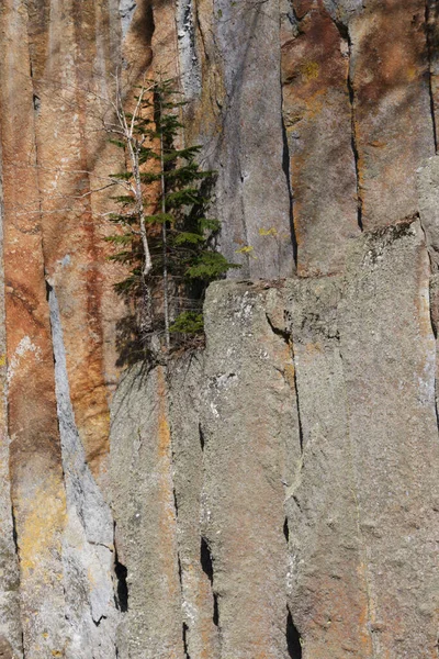 Дерево Растущее Скалистой Скале Ущелье — стоковое фото