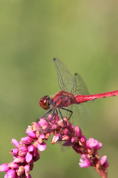 Rote Libelle Auf Rosa Blume Vor Verschwommenem Grünem Hintergrund — Stockfoto