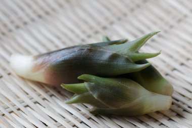 Japon Myoga zencefili bambu sepetinde filizlenir.