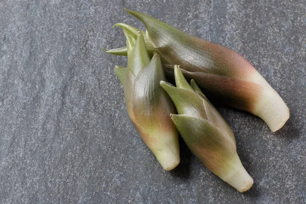 Tüm Japon zingiberaceae myoga zencefili gri taş arka planda filizlenir.
