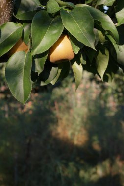 Meyve bahçesindeki meyve ağacında yetişen olgun armut.