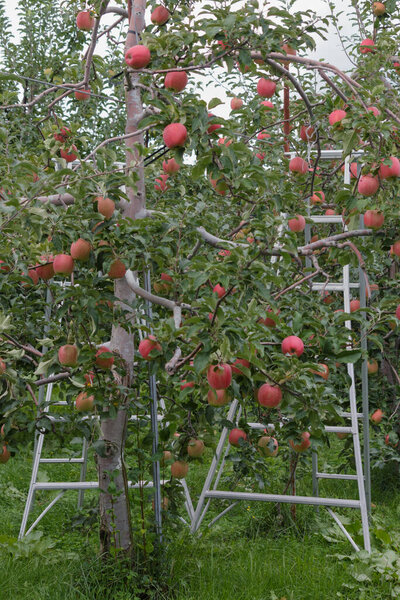 Ripe apples on trees in an orchard with ladders