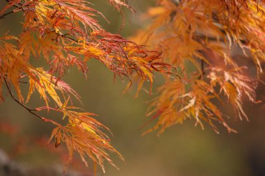 Turuncu ve sarı Japon akçaağaç yapraklarını sonbaharda kapatın.