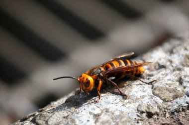 Gri betonda turuncu ve siyah çizgili bir katil arı