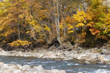 Sarı sonbahar ağaçları hızlı akan kayalık bir nehrin yanında