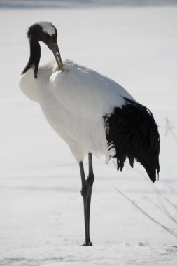 Kırmızı taçlandırılmış Japon turna tüylerini kapatın.