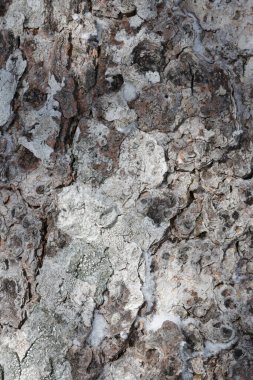 Eski doğal huş ağacı kabuğu.