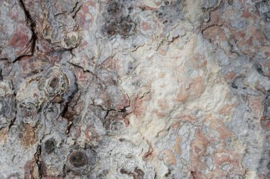 Pembe ve gri desenli ağaç kabuğu detay arkaplanı