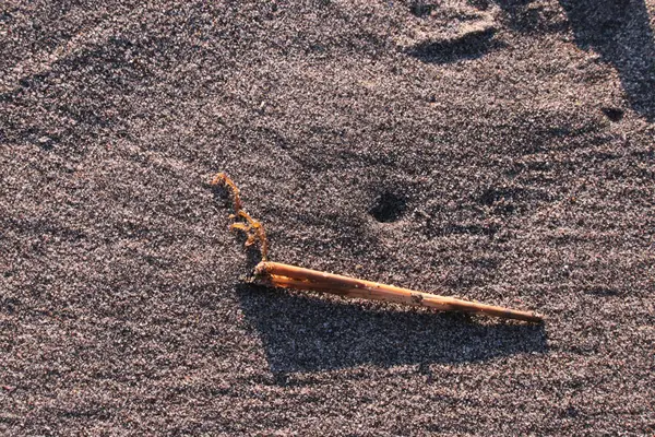 Caprellidae hayalet karidesi ve deniz yosunu yazın kumlu sahilde