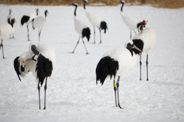 Nesli tükenmekte olan Japon turna kuşları. Bacakları etiketli kuş, Hokkaido, Japonya.