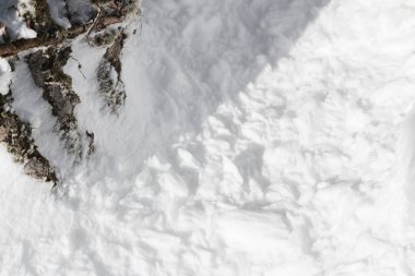 Ağaç gövdesi soyut. Etrafı sert beyaz karlarla çevrili.