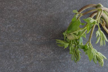 Gri arka planda taze yeşil Japon udo bahar sebzesi