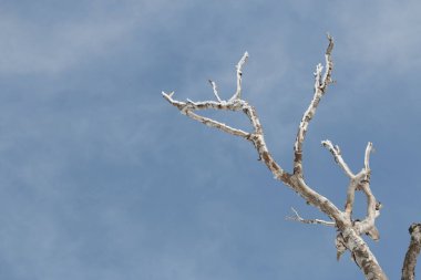 Mavi gökyüzüne karşı uzun ölü bir ağaca bakıyorum.
