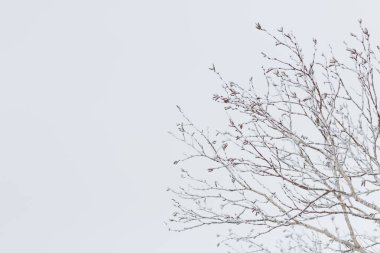 Donmuş kış ağacı dalları ve boş gökyüzü kopyalama alanı