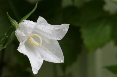 Bulanık yeşil zeminli beyaz çiçeğe taze yağmur damlaları