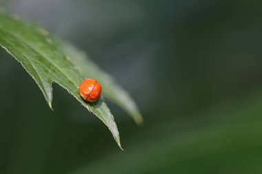 Yeşil yaprakta sıfır noktası olan kırmızı uğur böceği.