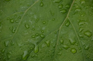 Büyük ıslak yeşil yaprak arka planında yağmur damlaları