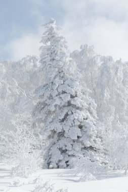 Büyük, eğimli köknar ağacı kışın yoğun beyaz karla kaplı.