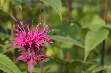 Bahçede yetişen tek koyu pembe bergamot bitkisi.