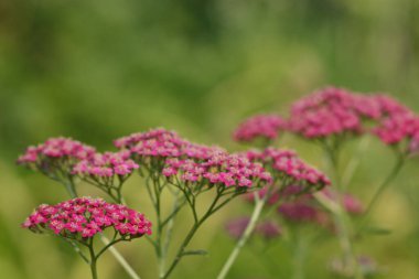 Bahçede yetişen koyu pembe bahçe bitkisi.