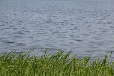 Uzun yeşil kamış yaprakları düz geniş nehir manzarası arka planında