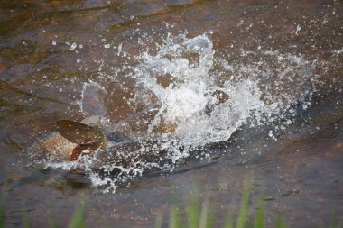 Wild koi carp fish fin splashing in river  clipart