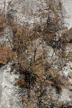 Kanyonda kayalıklarda yetişen kahverengi sonbahar ağaçları.