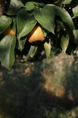 Sonbahar bahçesindeki yapraklı dalda yetişen olgun Japon armudu.