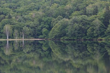 Düz göl suyu arka planında yeşil ağaçlar simetrik yansıma
