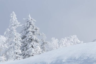 Kar, beyaz kış dağlarında ağaçları kaplamıştı.