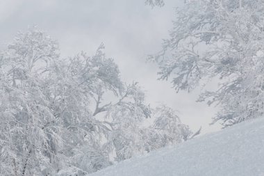 Kışın yamaçta iki beyaz karlı ağaç.