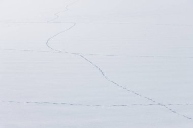 Kışın, kar tarlasının düz yüzeyinde tek sıra hayvan izleri.