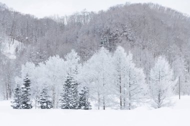 Karlı kış manzarasında beyaz buzlu ağaçlar