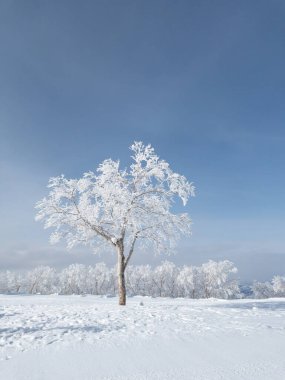 Soğuk beyaz Japon kış manzarasında tek bir karla kaplı ağaç. Mavi gökyüzü.